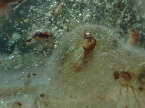 insects_and_bubbles_in_amber