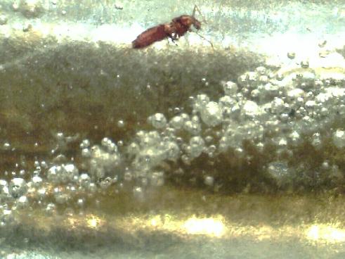 insects_and_bubble_in_amber4