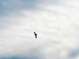 Bird in White Clouds preview - click on the image to get the large photo of a bird in a white clouds on a blue sky